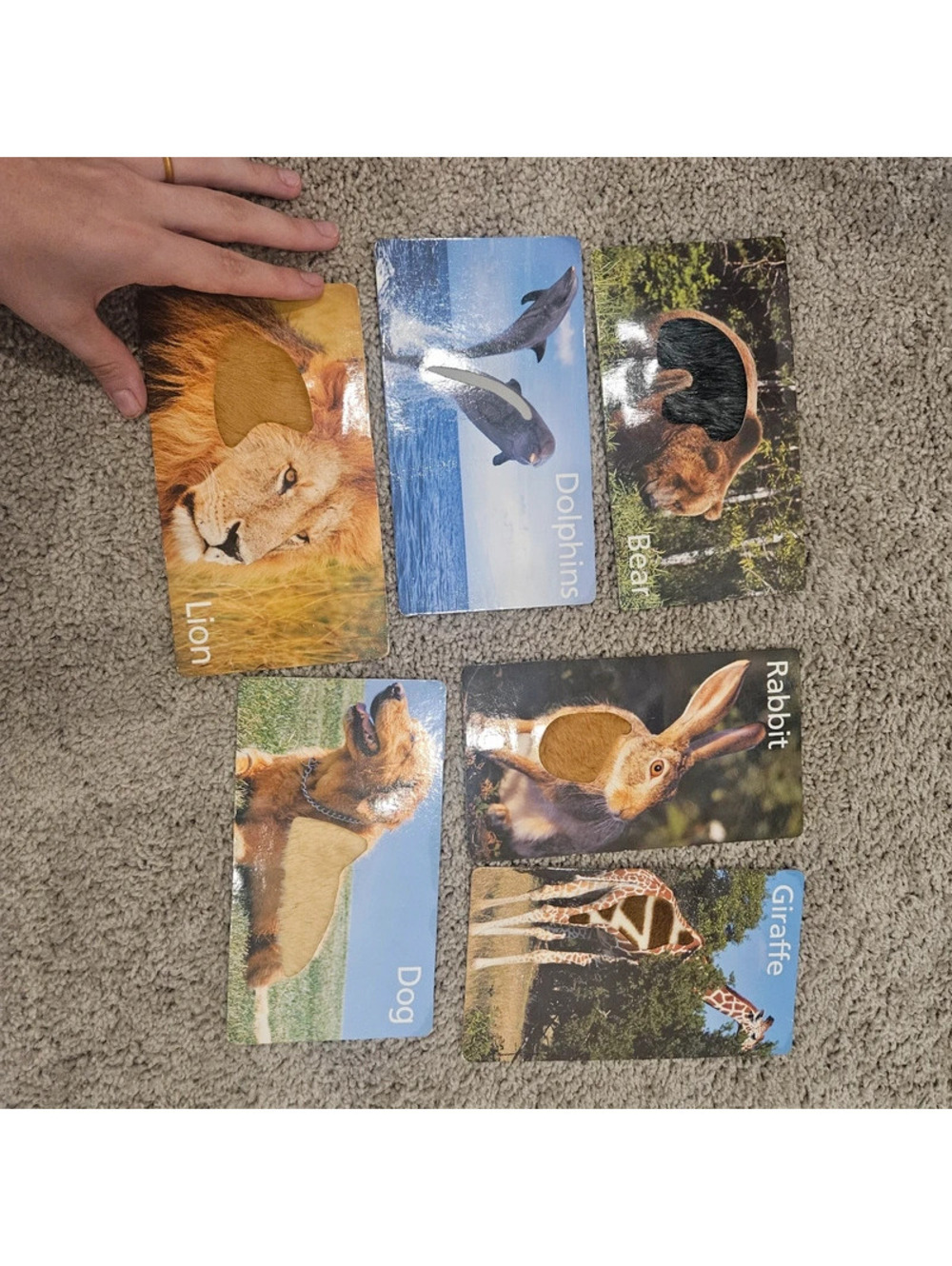 Baby Einstein Baby Noah Touch & Feel Discovery Cards Lot of 6 Vintage 2006